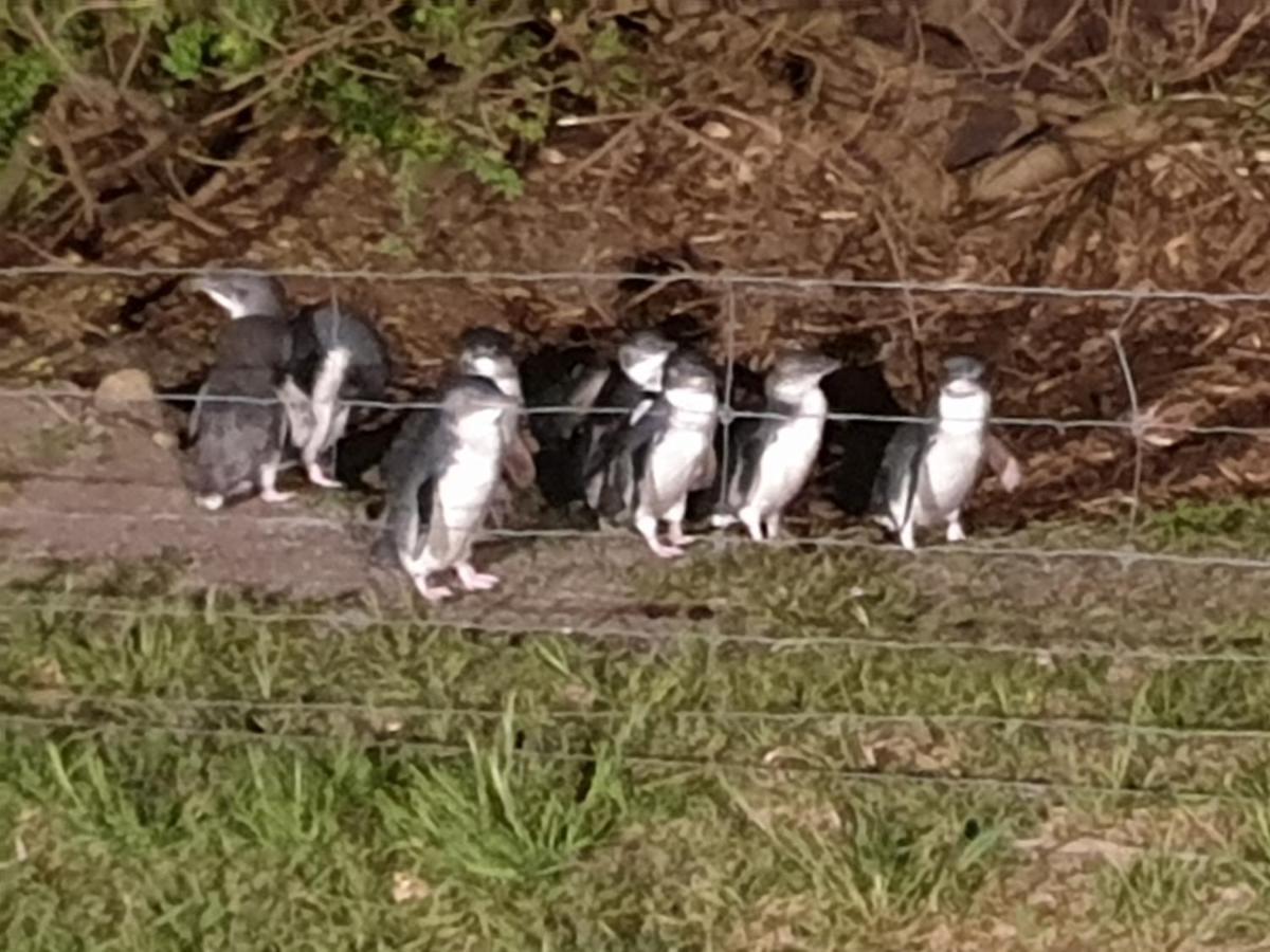Diamond Island Resort, Restaurant & Bar And Penguin Show Bicheno Esterno foto