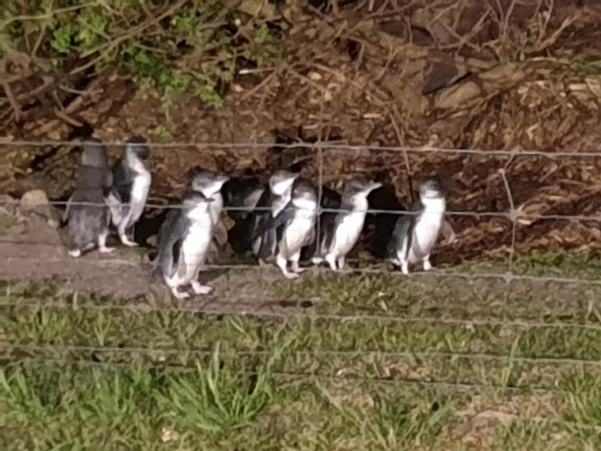 Diamond Island Resort, Restaurant & Bar And Penguin Show Bicheno Esterno foto
