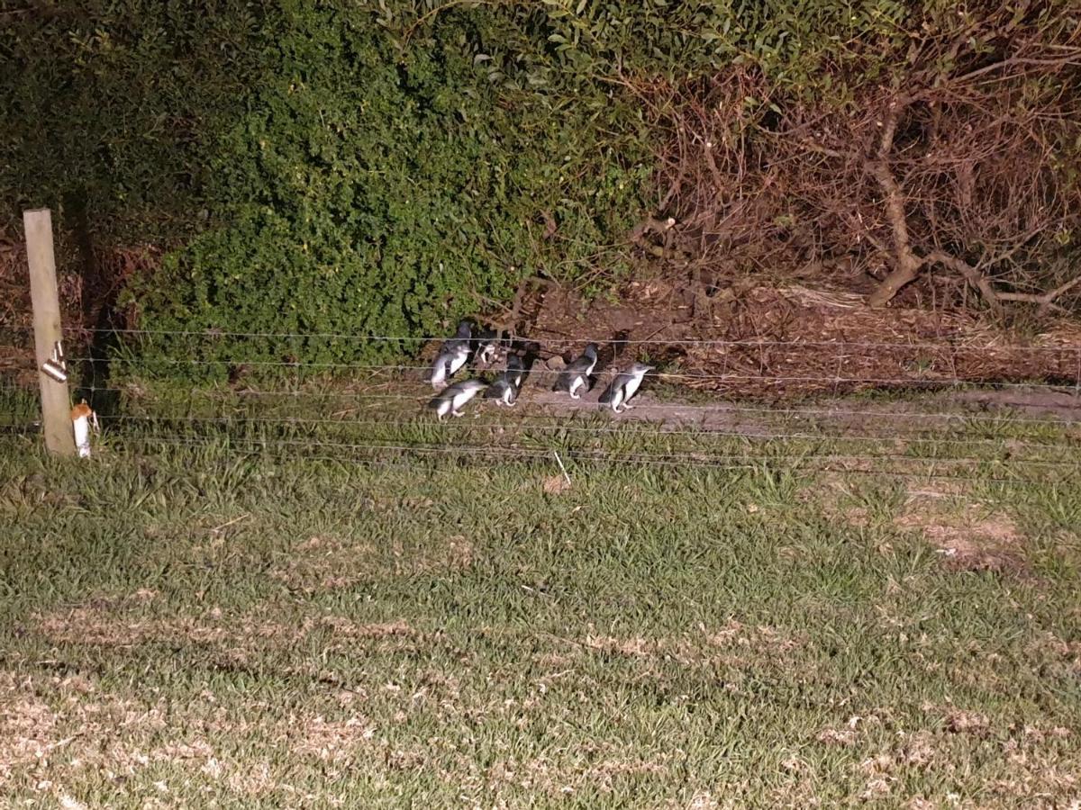 Diamond Island Resort, Restaurant & Bar And Penguin Show Bicheno Esterno foto