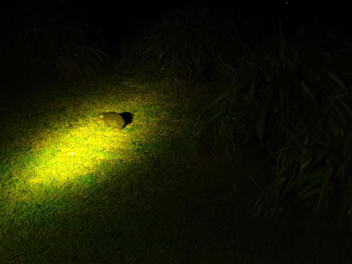 Diamond Island Resort, Restaurant & Bar And Penguin Show Bicheno Esterno foto